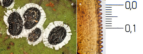 First record of Aleurocanthus spiniferus in Apulia