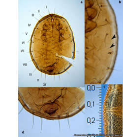 Aleurocanthus spiniferus