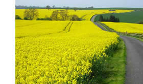 oilseed rape field